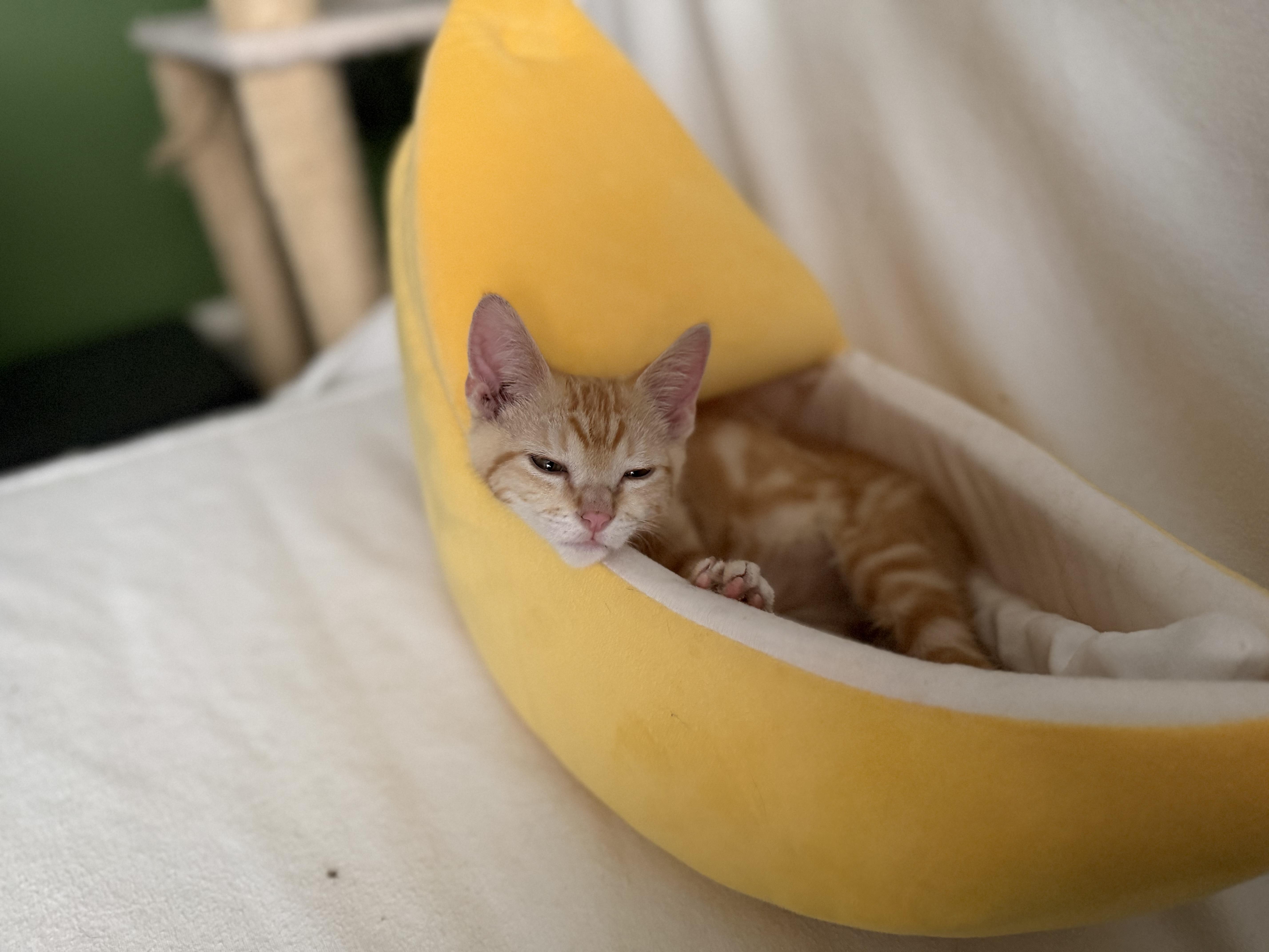 Enlarge Gordon, a Adoptable Domestic Short Hair in Houston, TX image 2/2