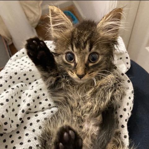 Cedric (Adopt with Clover), Adoptable, Kitten Male Domestic Medium Hair.