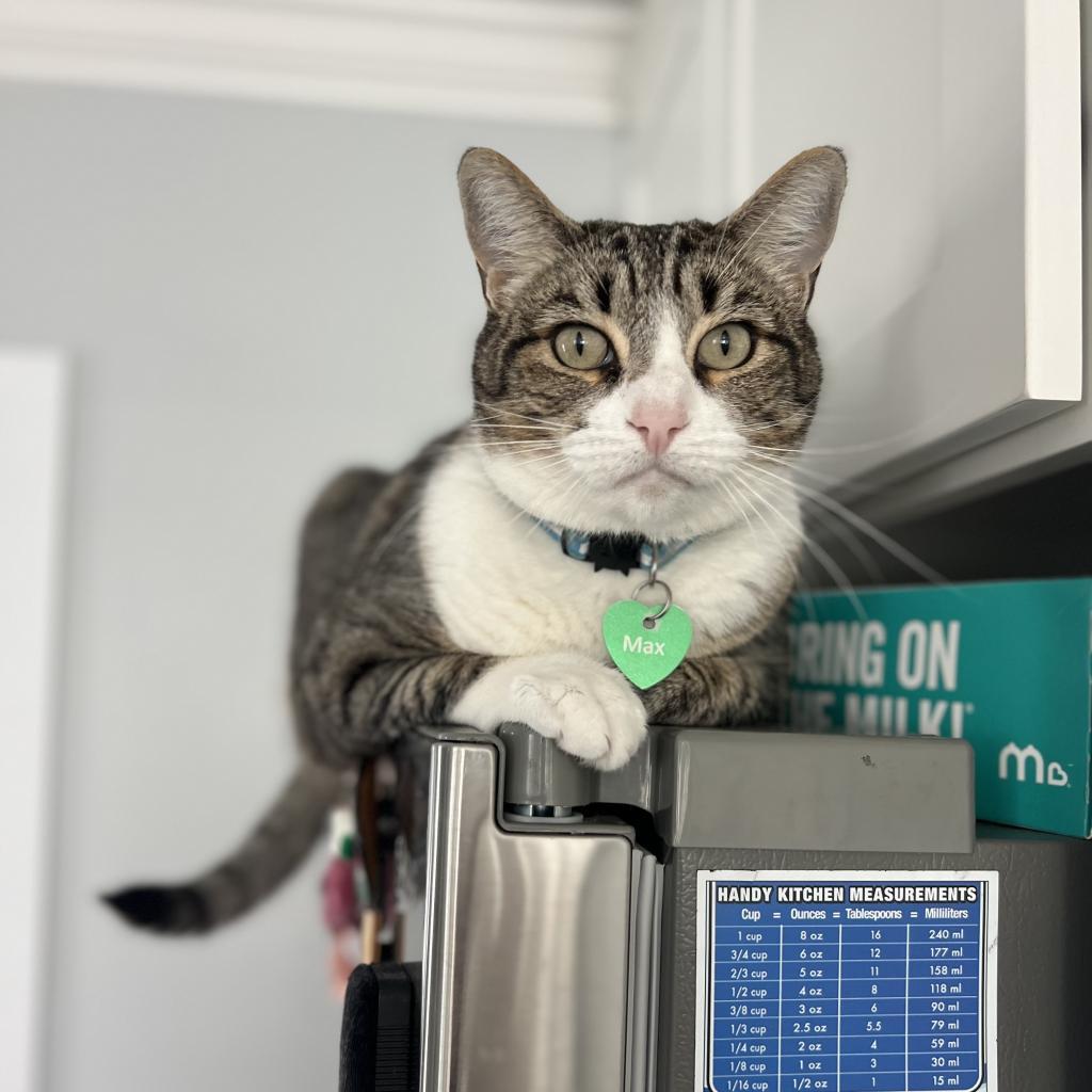 Enlarge Max, a Adoptable American Shorthair in Long Beach, CA image 2/6