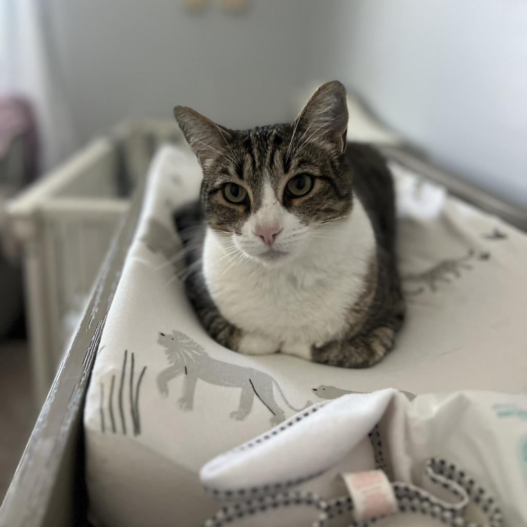 Enlarge Max, a Adoptable American Shorthair in Long Beach, CA image 5/6