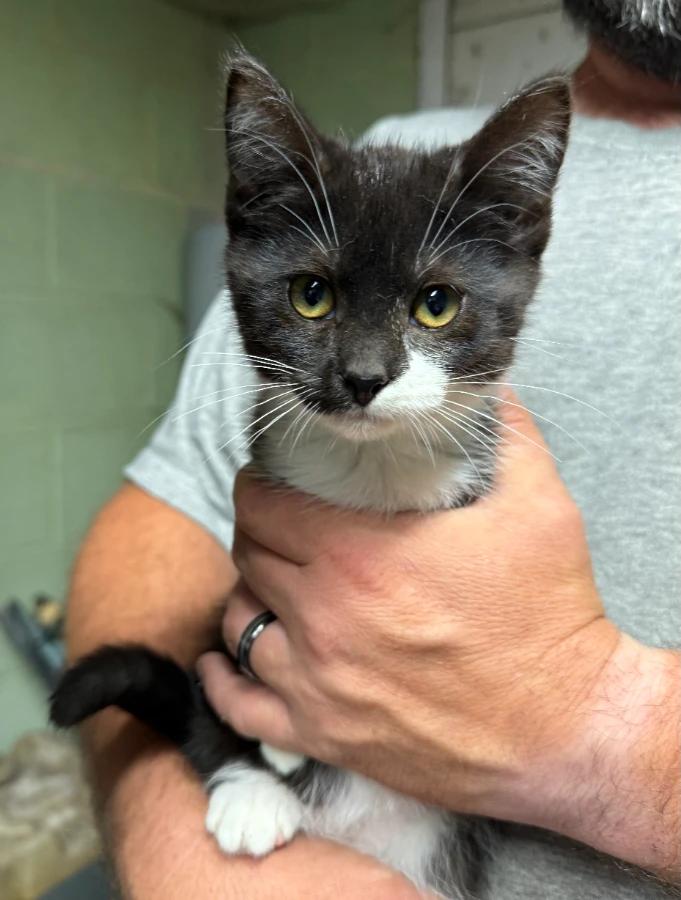 Fern, Adoptable, Kitten Female Domestic Short Hair.