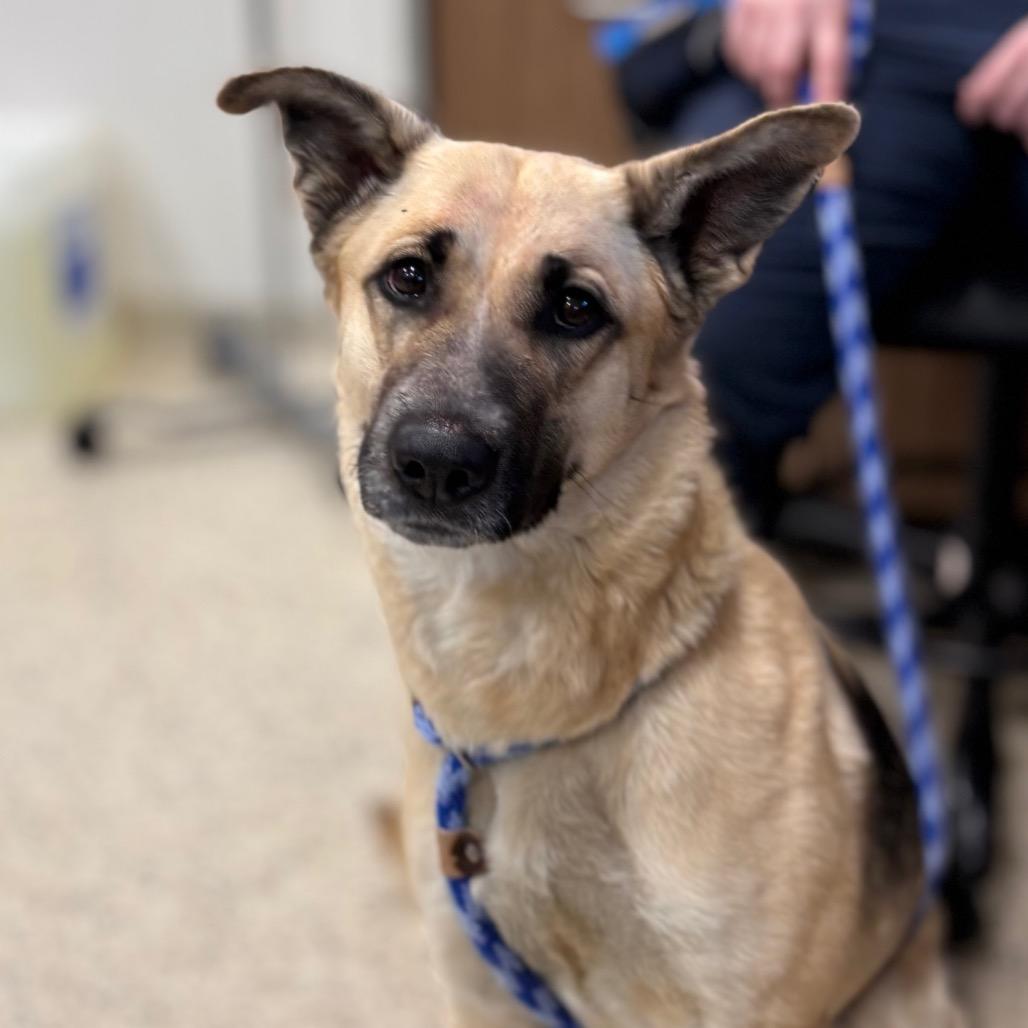 Sage, Adoptable, Adult Female German Shepherd Dog.