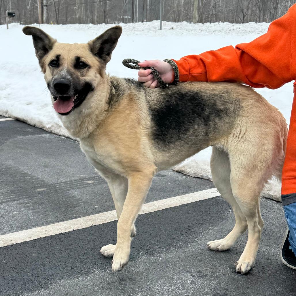 Enlarge Sage, a Adoptable German Shepherd Dog in Nashville, IN image 2/6