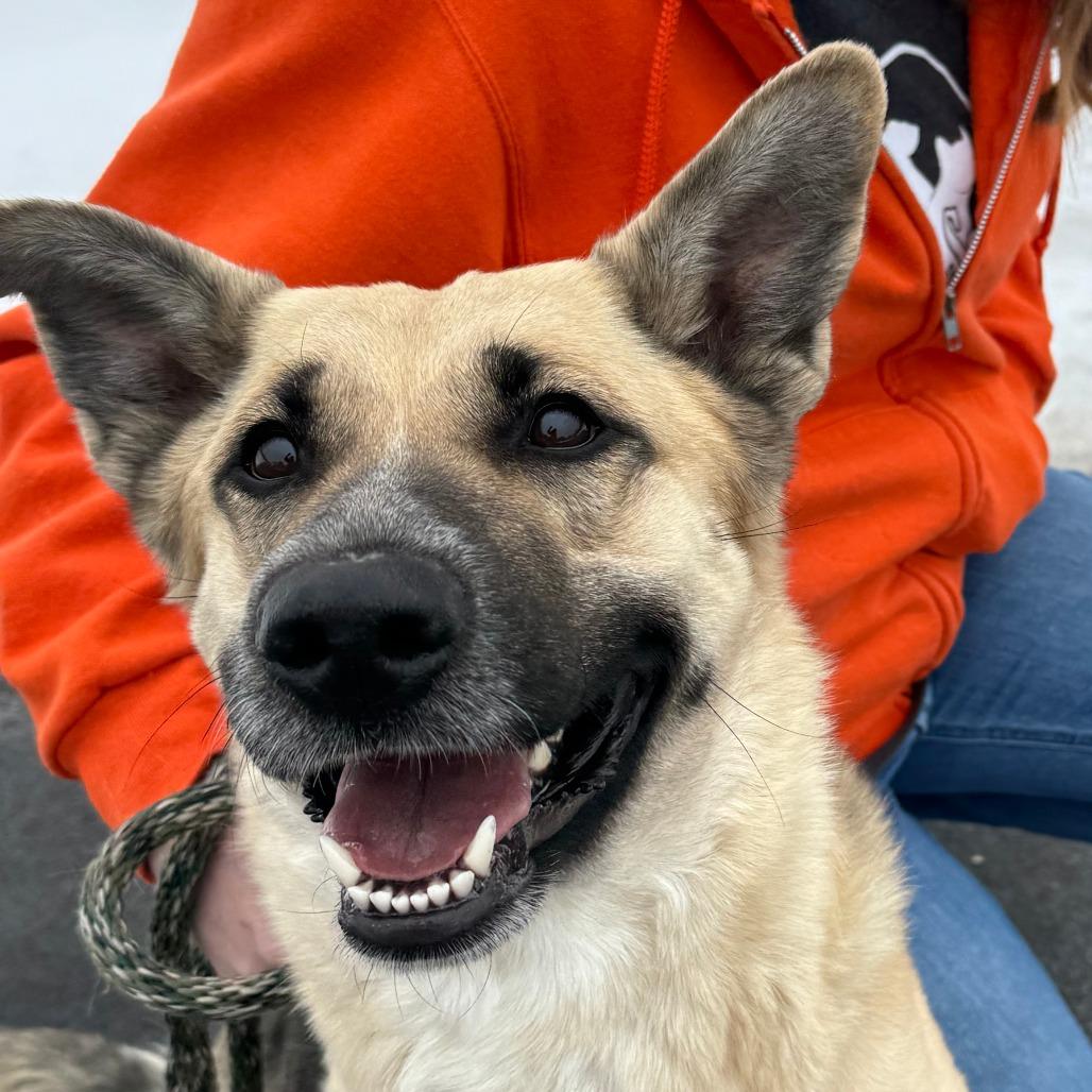 Enlarge Sage, a Adoptable German Shepherd Dog in Nashville, IN image 3/6