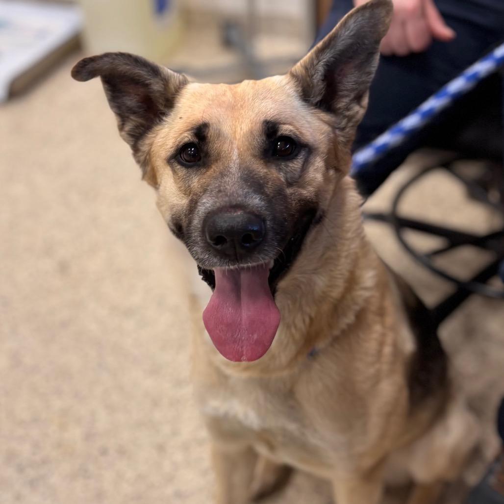 Enlarge Sage, a Adoptable German Shepherd Dog in Nashville, IN image 4/6