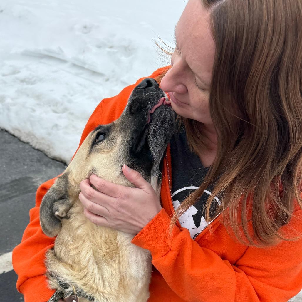 Enlarge Sage, a Adoptable German Shepherd Dog in Nashville, IN image 5/6