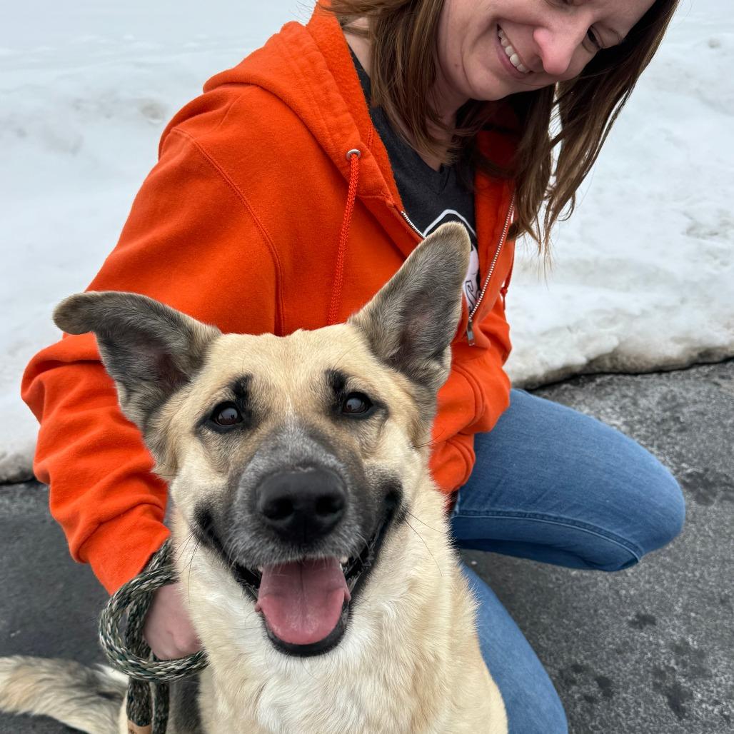 Enlarge Sage, a Adoptable German Shepherd Dog in Nashville, IN image 6/6