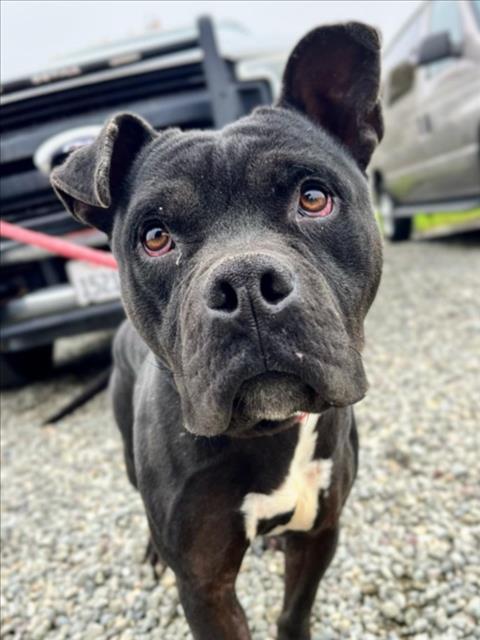 Enlarge *JICAMA, a Adoptable Pit Bull Terrier in Woodland, CA image 1/1