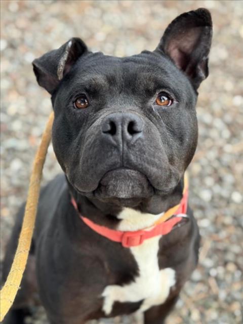 Enlarge *JICAMA, a Adoptable Pit Bull Terrier in Woodland, CA image 1/1