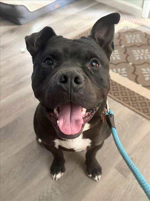 Enlarge *JICAMA, a Adoptable Pit Bull Terrier in Woodland, CA image 1/1