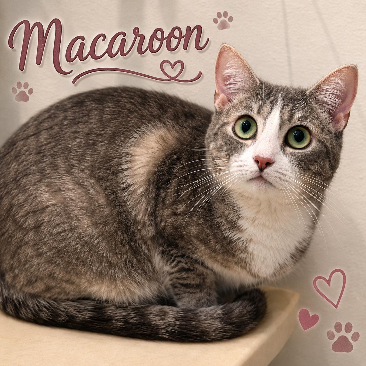 Macaroon , Adoptable, Young Female Domestic Short Hair.
