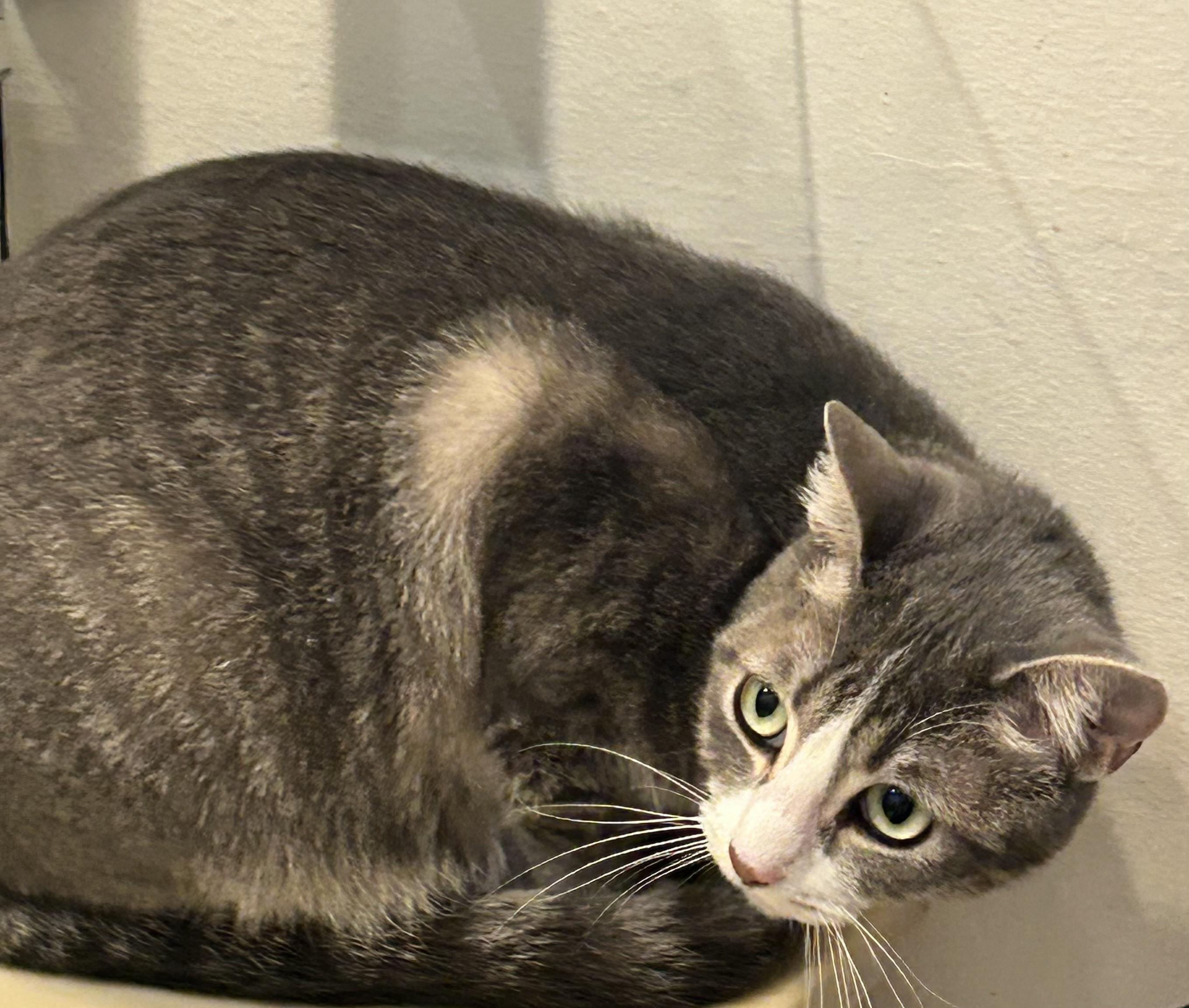 Enlarge Macaroon , a Adoptable Domestic Short Hair in Houston, TX image 2/3