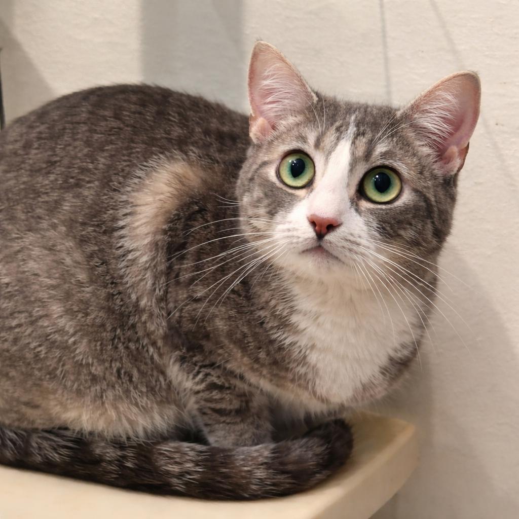 Macaroon , Adoptable, Young Female Domestic Short Hair.