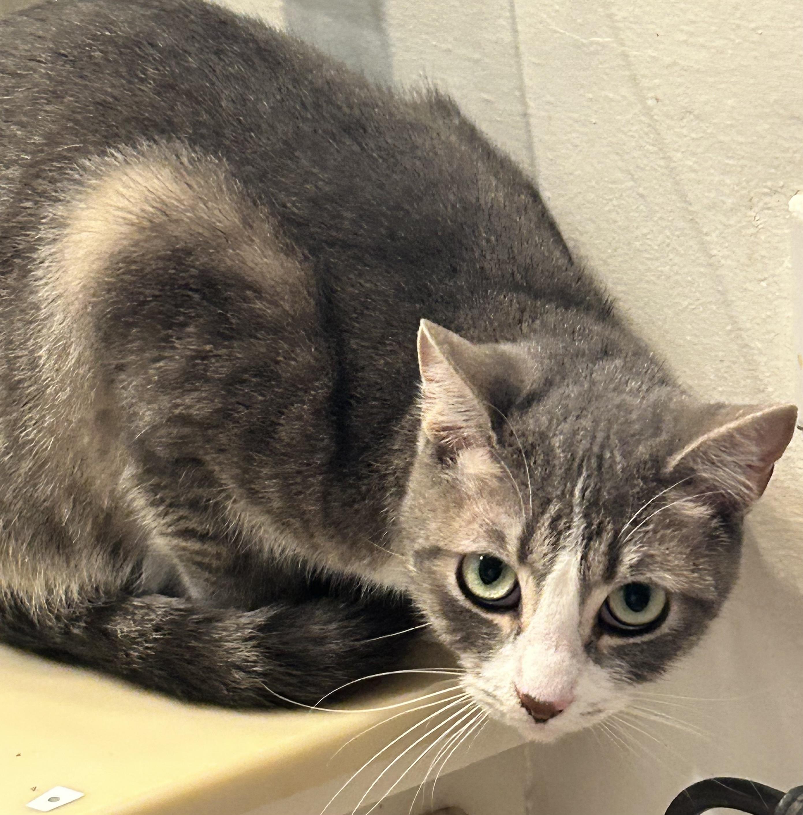 Enlarge Macaroon , a Adoptable Domestic Short Hair in Houston, TX image 3/3