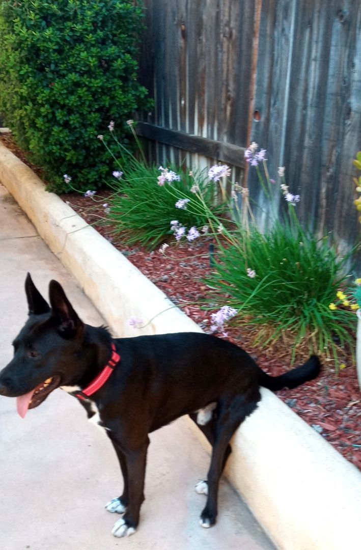 Enlarge Stevie, a Adoptable mixed breed in Murrieta, CA image 5/9