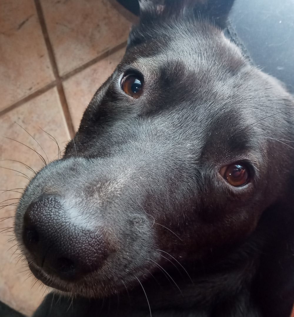 Enlarge Stevie, a Adoptable mixed breed in Murrieta, CA image 6/9