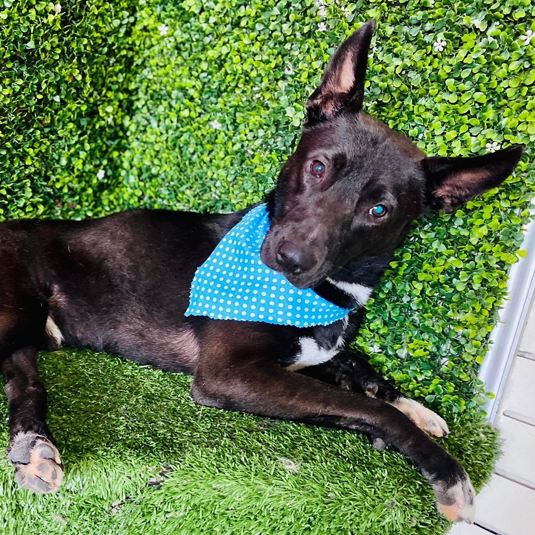 Enlarge Stevie, a Adoptable mixed breed in Murrieta, CA image 1/9