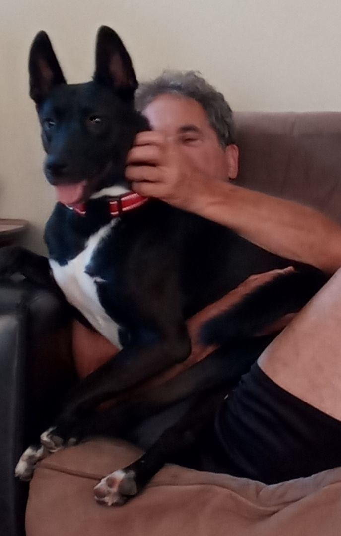 Enlarge Stevie, a Adoptable mixed breed in Murrieta, CA image 7/9