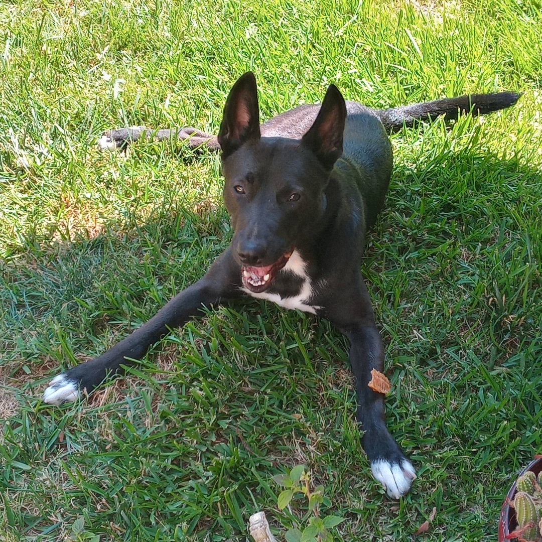 Enlarge Stevie, a Adoptable mixed breed in Murrieta, CA image 8/9