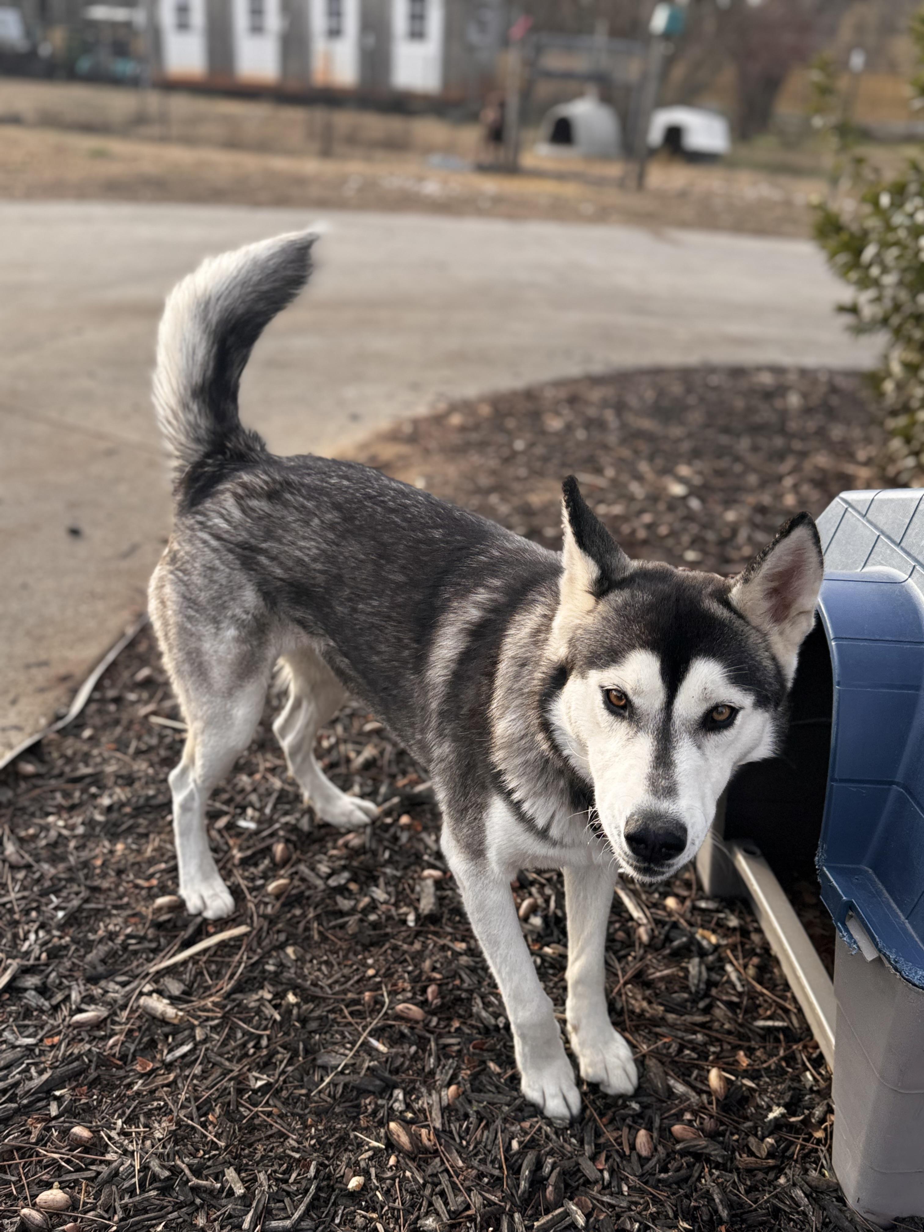Leia, a Adoptable Siberian Husky in Danielsville, GA image 2/3