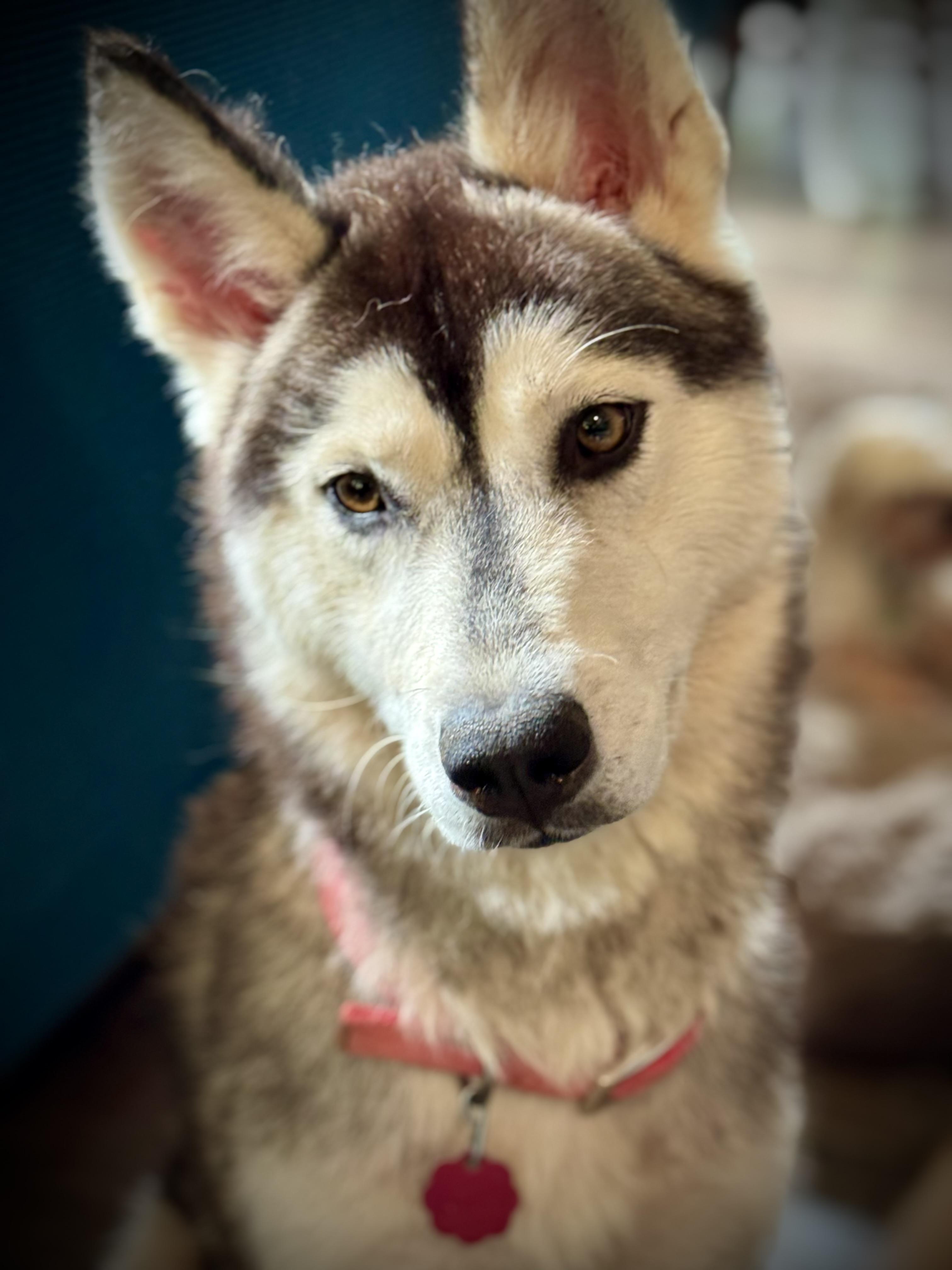Enlarge Leia, a Adoptable Siberian Husky in Danielsville, GA image 1/1