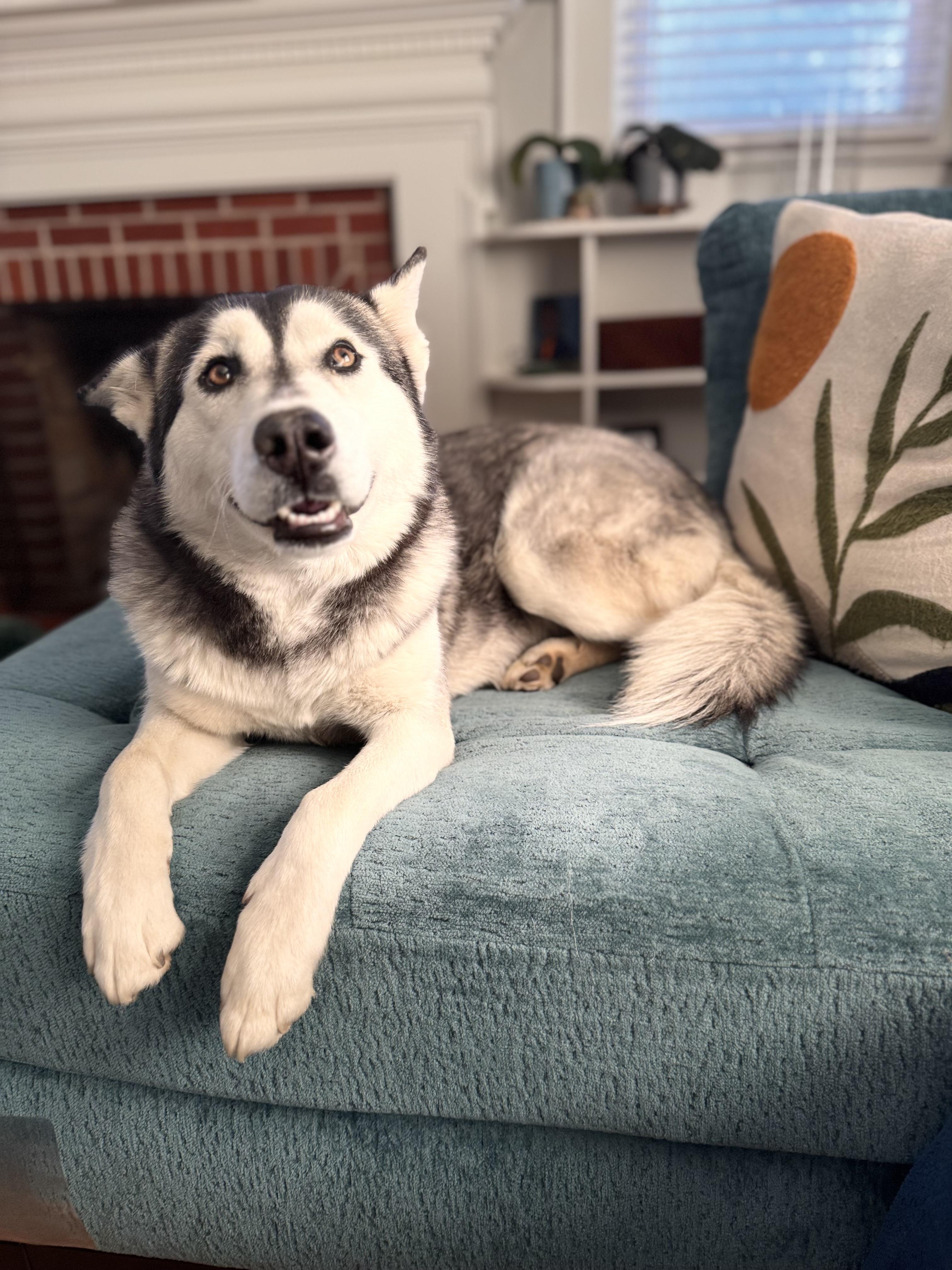 Leia, Adoptable, Adult Female Siberian Husky.