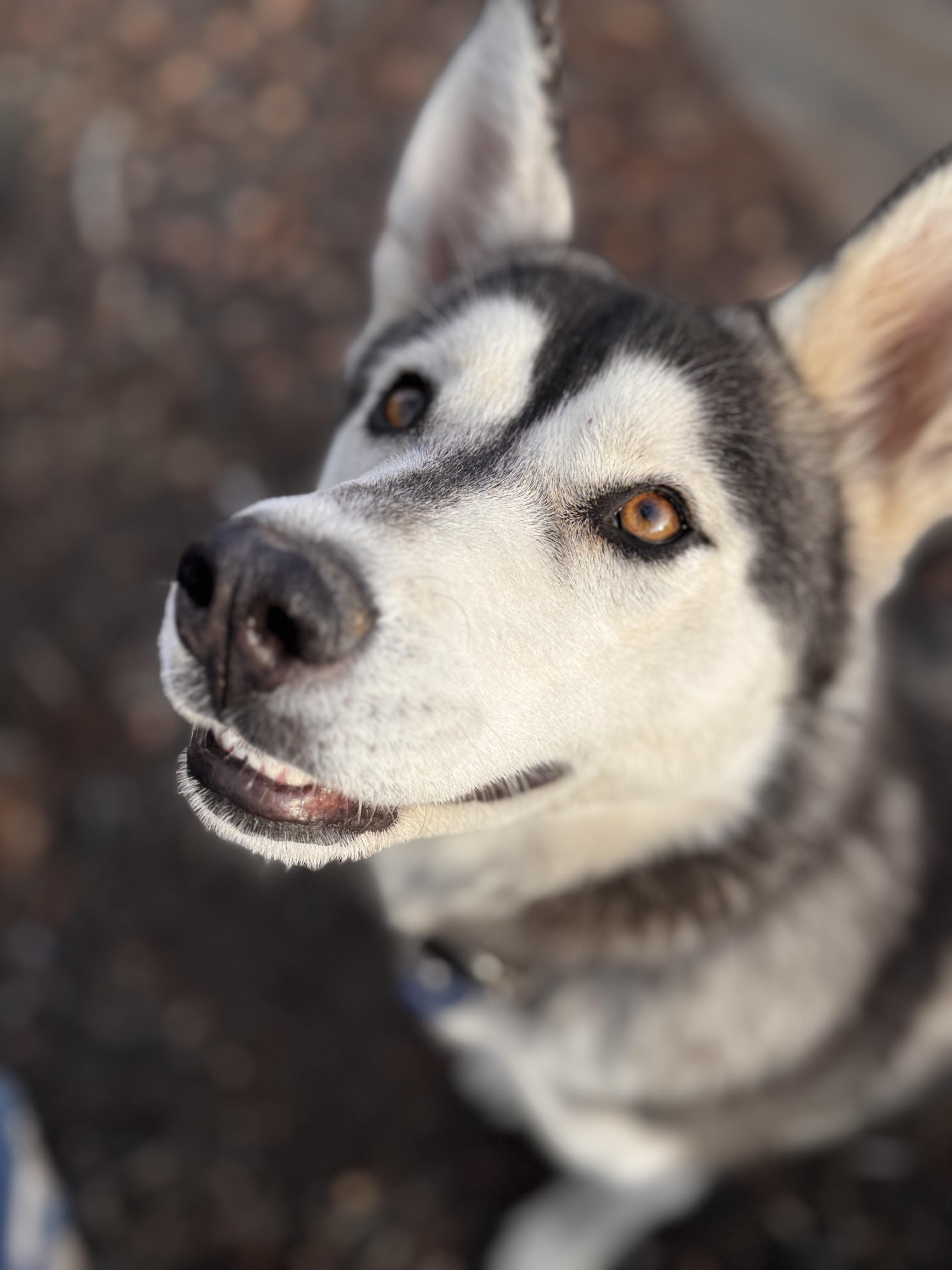 Leia, Adoptable, Adult Female Siberian Husky.