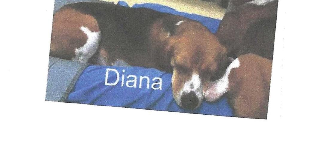 Diana, Adoptable, Young Female Beagle.
