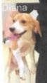 Diana, Adoptable, Young Female Beagle.