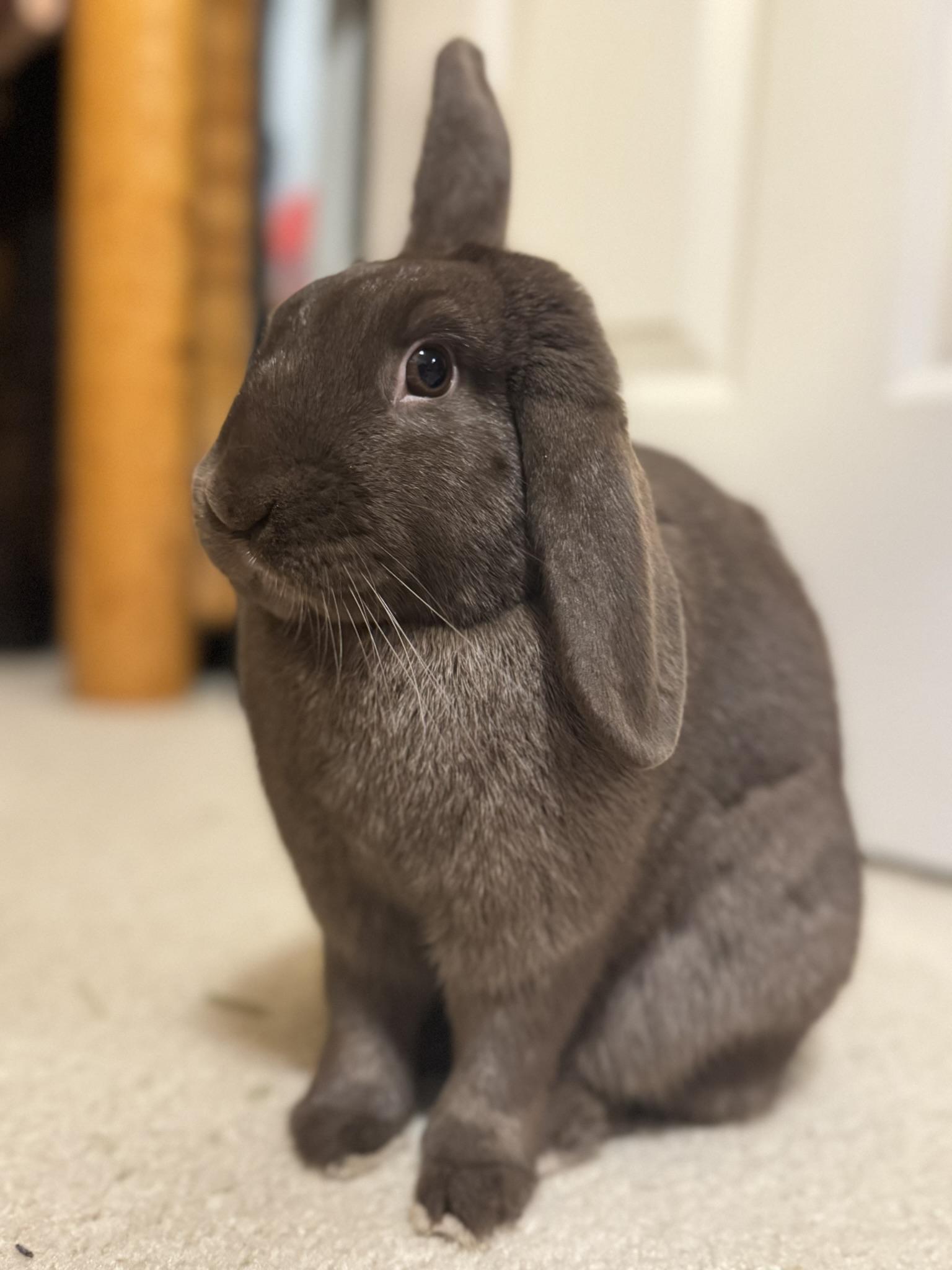 Jumper and Tickles, an adopted mixed breed in Naperville, IL image 2/4