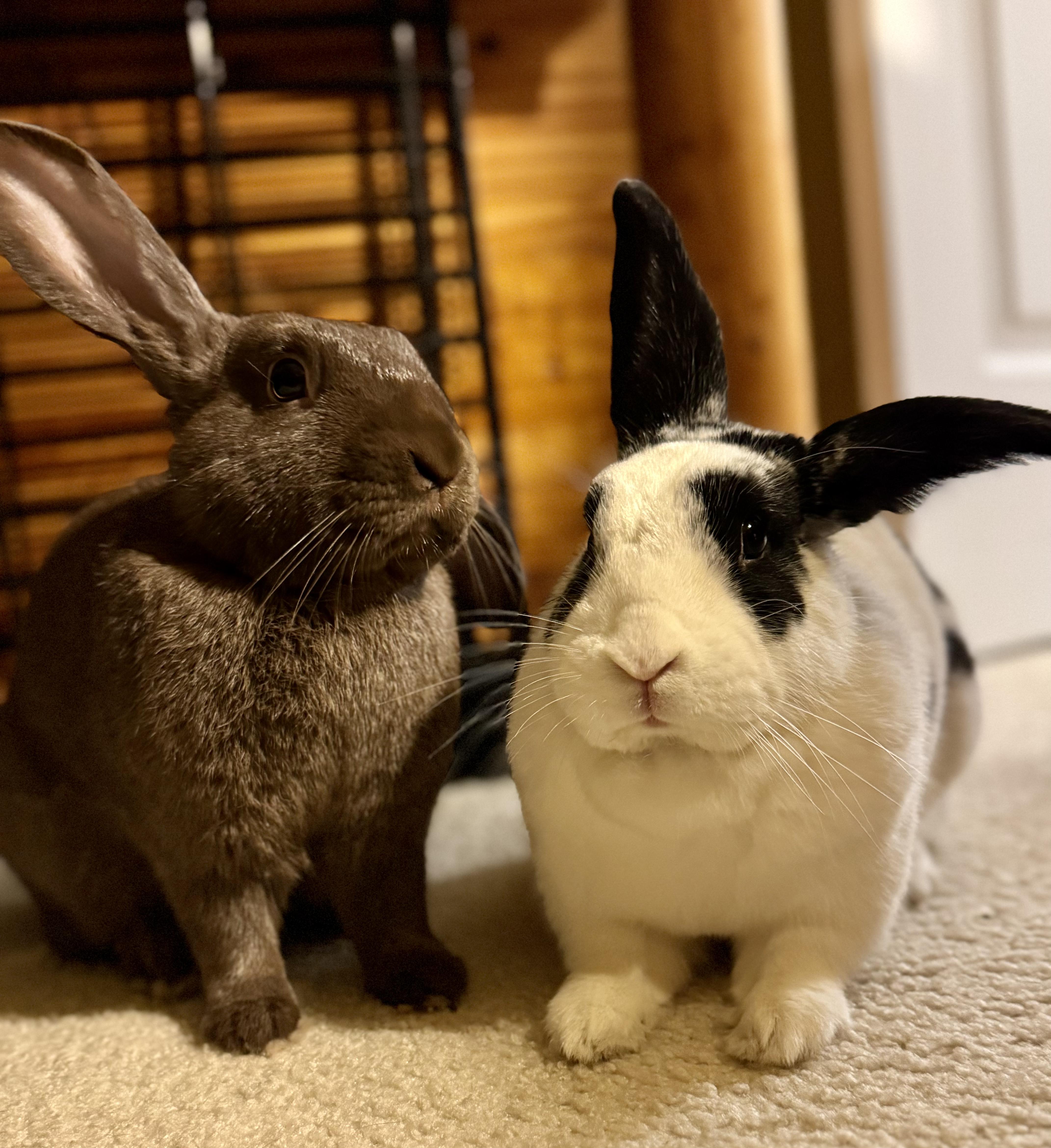 Jumper and Tickles, adopted, Young Male English Spot & Satin.