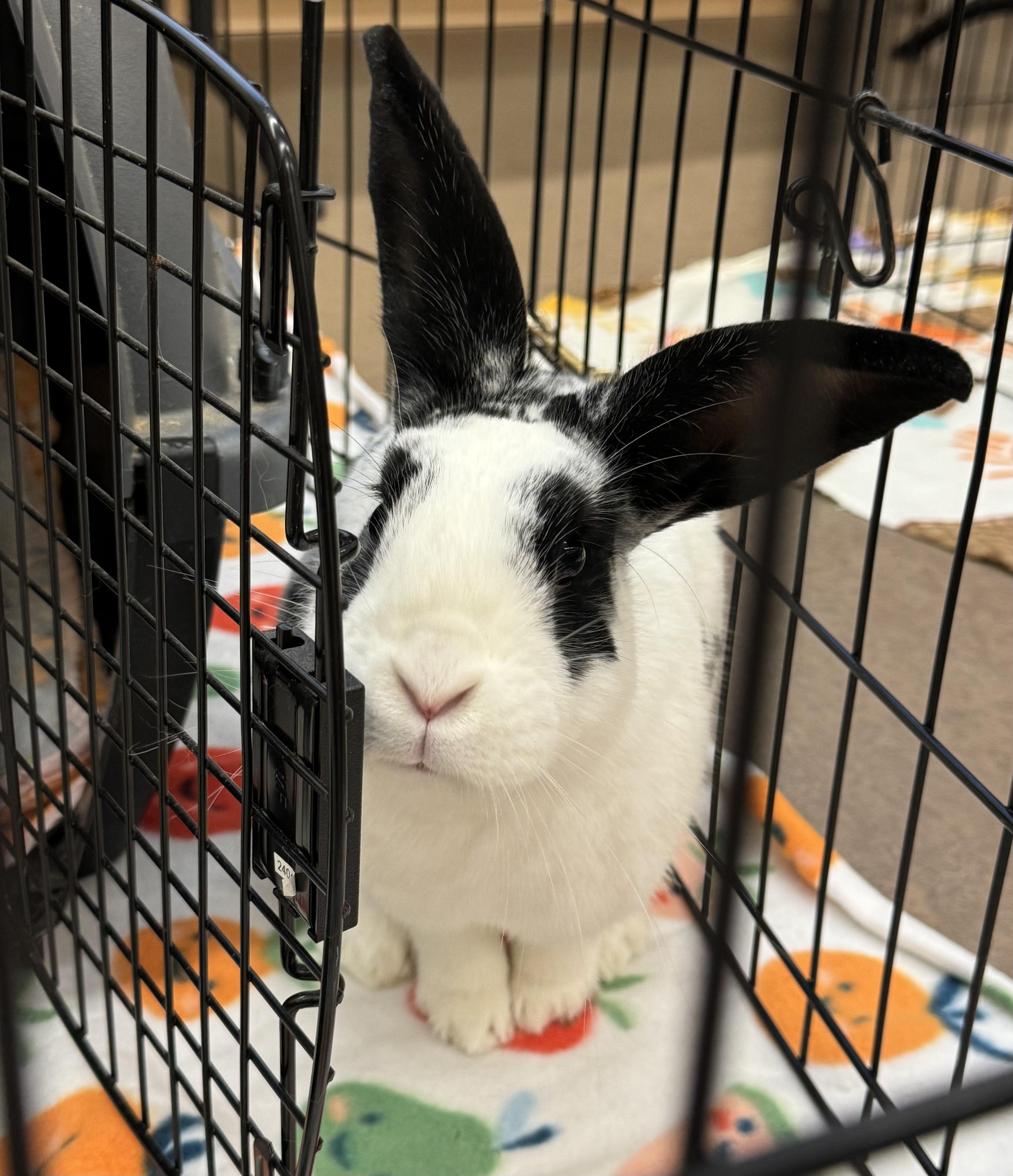 Jumper and Tickles, an adopted mixed breed in Naperville, IL image 3/4