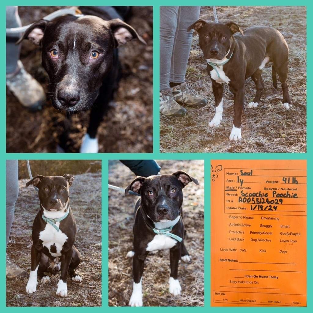 Enlarge Soul, a Adopted mixed breed in Sevierville, TN image 1/1