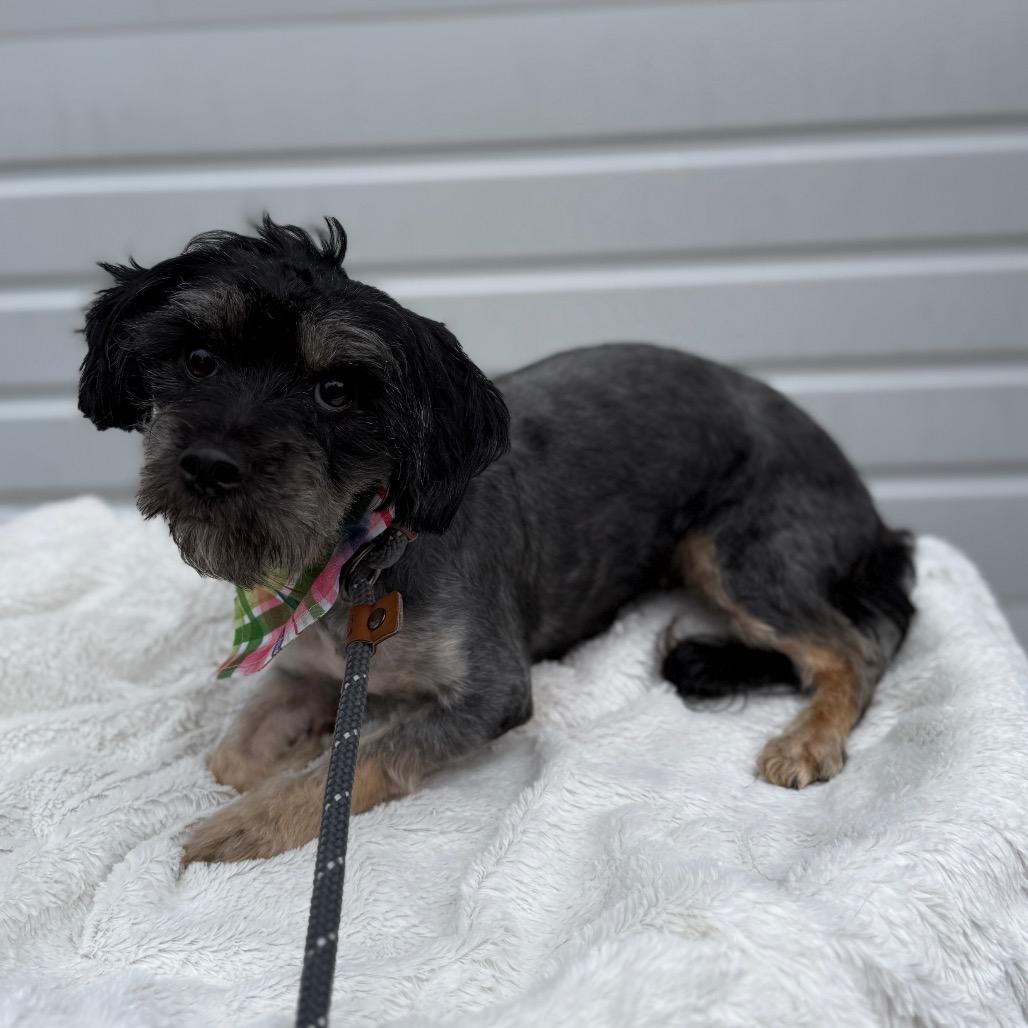 Poppy, Adoptable, Adult Female Maltese.