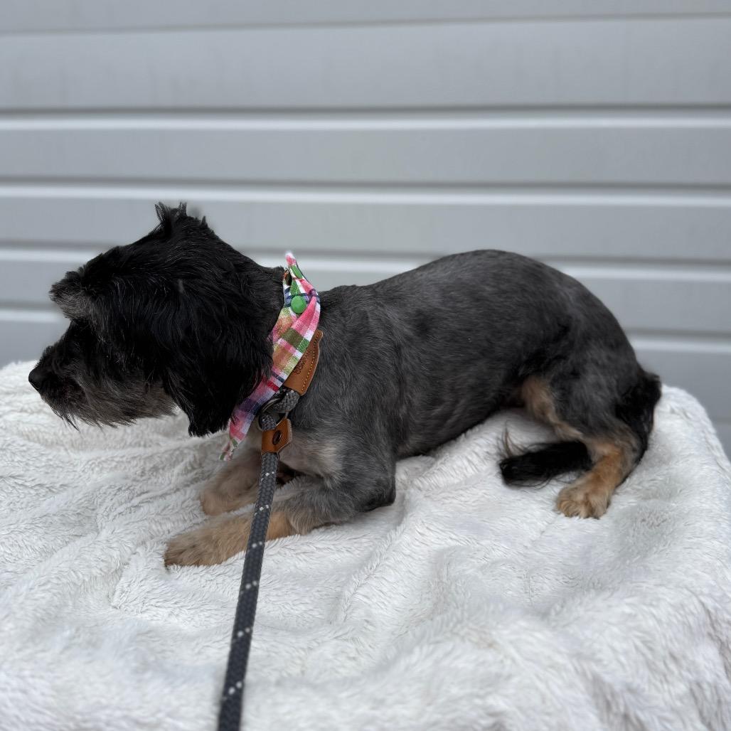 Poppy, a Adoptable mixed breed in Newberg, OR image 2/6