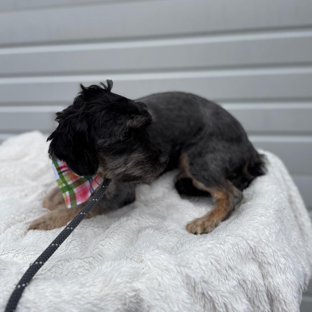 Poppy, a Adoptable mixed breed in Newberg, OR image 3/6