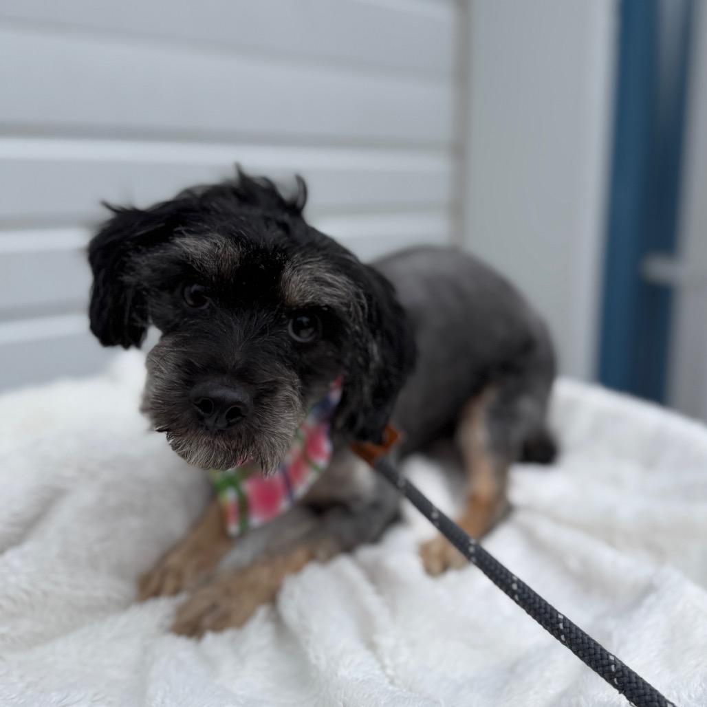 Poppy, a Adoptable mixed breed in Newberg, OR image 4/6