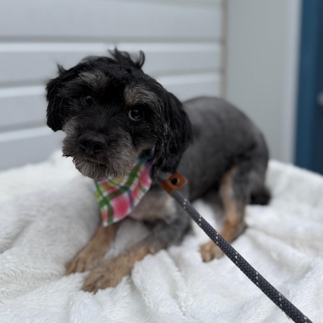 Poppy, a Adoptable mixed breed in Newberg, OR image 5/6