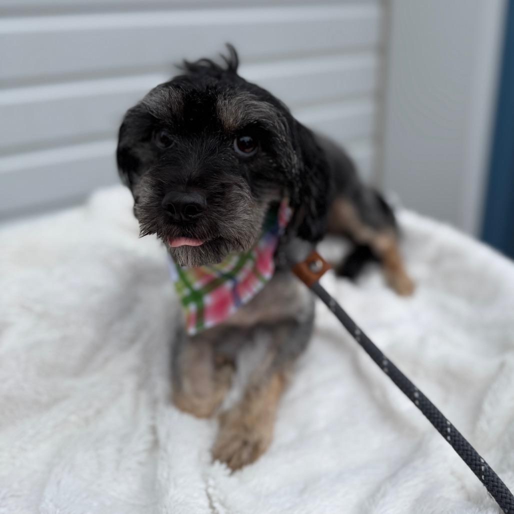 Poppy, a Adoptable mixed breed in Newberg, OR image 6/6