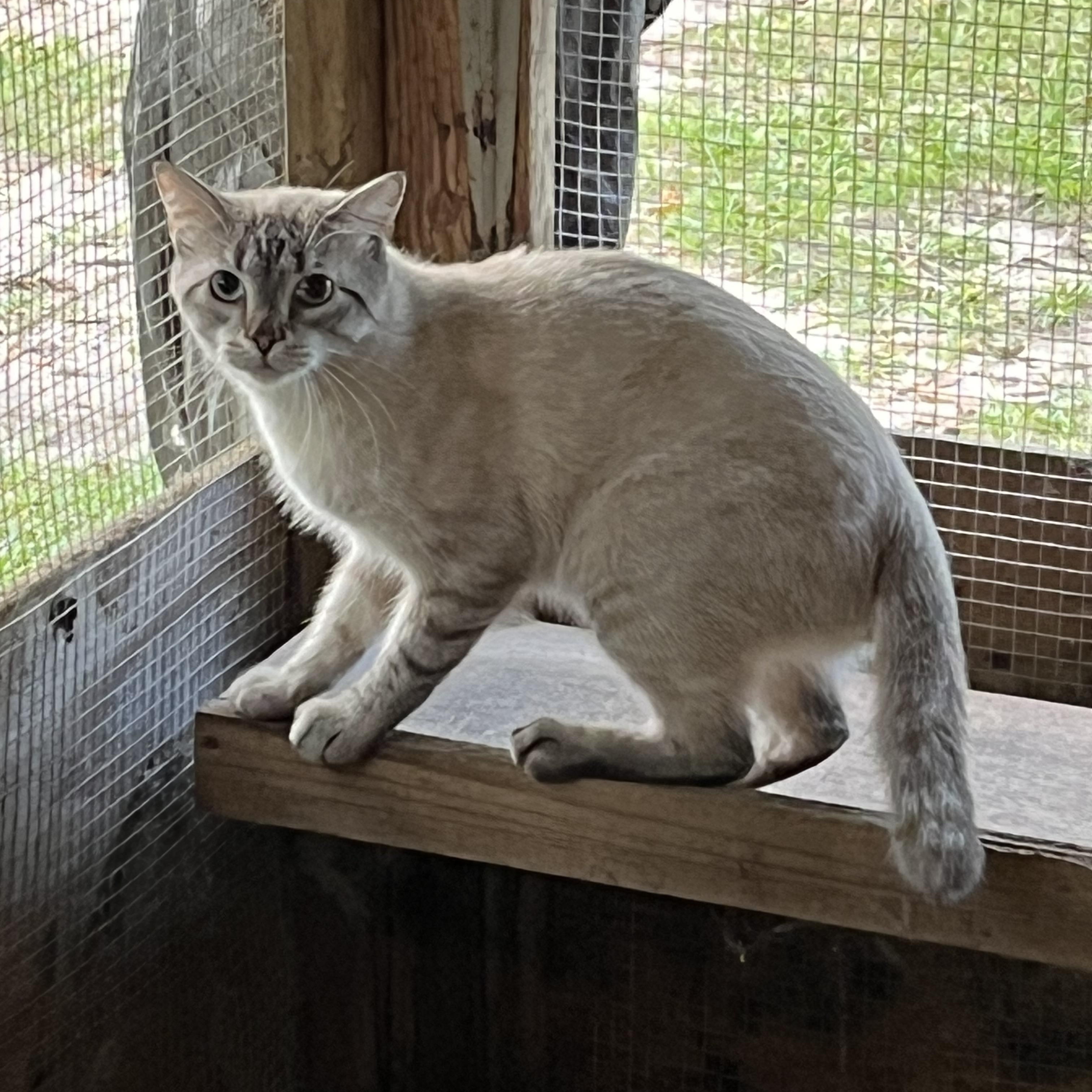 Enlarge Sky, a Adoptable Siamese in Mobile, AL image 1/1