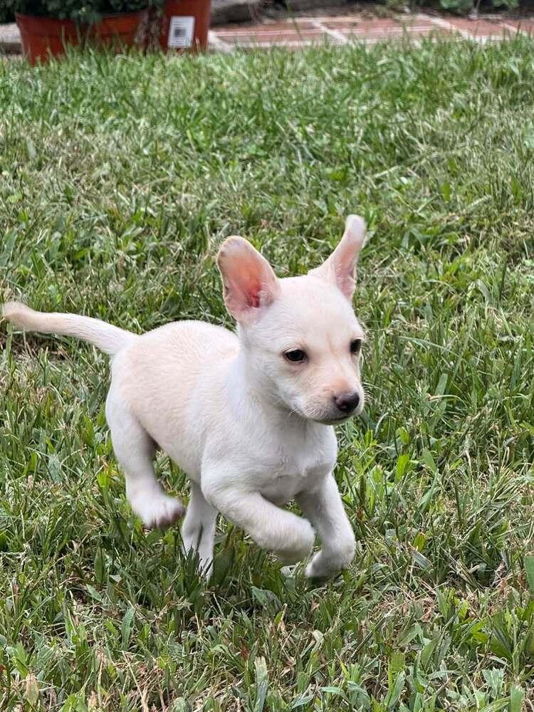 Enlarge Chrissie (AL), a Adoptable Chihuahua in New York, NY image 1/3