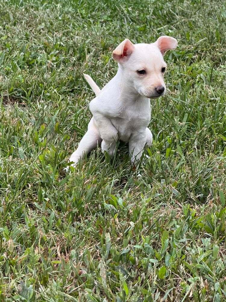 Enlarge Chrissie (AL), a Adoptable Chihuahua in New York, NY image 3/3