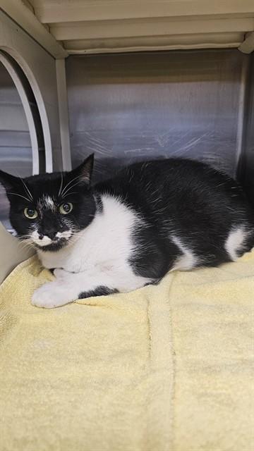 Enlarge JUNE, a Adoptable Domestic Short Hair in Paradise, CA image 1/1