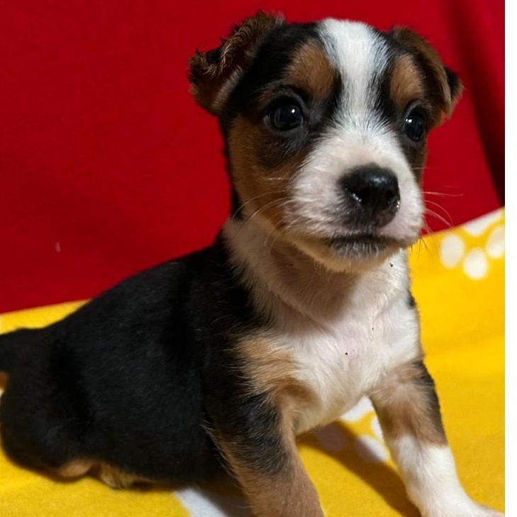 Cosmo, a Adoptable mixed breed in Bartonsville, PA image 1/3