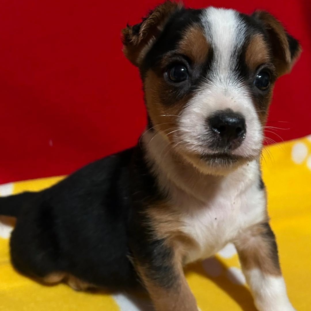 Cosmo, a Adoptable mixed breed in Bartonsville, PA image 2/3