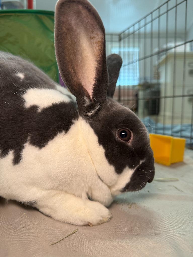 Bunjamin Franklin, a Adoptable Mini Rex in Pflugerville, TX image 1/6