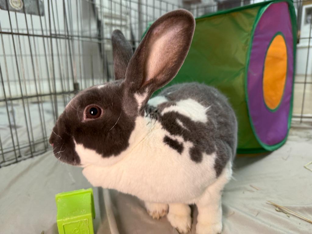 Bunjamin Franklin, a Adoptable Mini Rex in Pflugerville, TX image 2/6