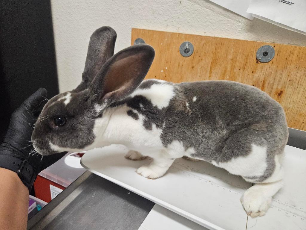 Bunjamin Franklin, Adoptable, Young Male Mini Rex.