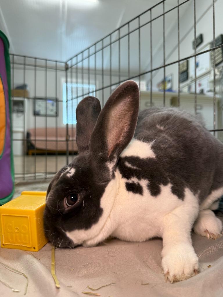 Bunjamin Franklin, a Adoptable Mini Rex in Pflugerville, TX image 3/6