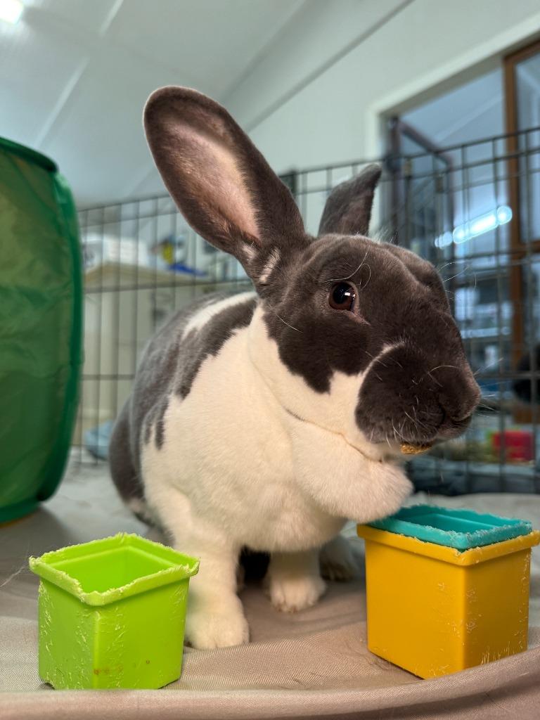 Bunjamin Franklin, a Adoptable Mini Rex in Pflugerville, TX image 4/6